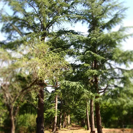 Mas Elancia 3*